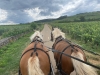 Une balade dans les vignes au rythme des chevaux avec Attelage Beaune Passion 