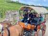 Une balade dans les vignes au rythme des chevaux avec Attelage Beaune Passion 