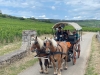 Une balade dans les vignes au rythme des chevaux avec Attelage Beaune Passion 