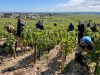 164e Vente des Vins des Hospices de Beaune - Un millésime 2024 marqué par une récolte réduite mais prometteuse