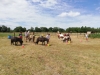 En Equi-libre Beaune - Balades et ateliers de travail en liberté avec le cheval en été