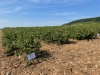 15 000 personnes accueillies chaque année à la ferme Fruirouge de Concœur