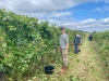 L'ESAT de Savigny-lès-Beaune à l'œuvre - Vendanges sous le signe de l'inclusion et de la tradition