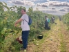 L'ESAT de Savigny-lès-Beaune à l'œuvre - Vendanges sous le signe de l'inclusion et de la tradition