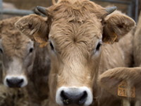 FIÈVRE CHARBONNEUSE - Foyer confirmé dans un élevage de bovins en Côte-d’Or :  les services de l’État prennent les mesures nécessaires pour contenir la maladie