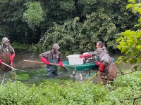 Beaune - Pêche électrique dans la Bouzaize qui se prépare à une restauration écologique majeure