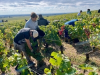 Vins de Bourgogne 2024 - Une récolte difficile mais un millésime prometteur