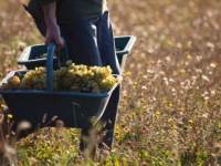 La saison des vendanges 2024 approche à grands pas !