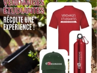 VITA Bourgogne lance une formule « étudiant » pour les vendanges 2024