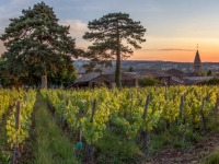 Nouveaux Premiers Crus : Pouilly-Loché et Pouilly-Vinzelles