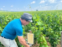 La Bourgogne innove pour lutter contre la flavescence dorée