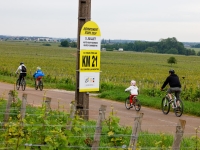 Nuits-Saint-Georges - Plus de 500 cyclistes testent le contre-la-montre du Tour de France lors de la Fête du Tour