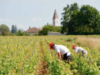 Hospices de Nuits Saint-Georges - La promesse d'un magnifique millésime 2023 