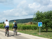 Hautes-Côtes de Beaune - 100 km de pistes VTT seront identifiés d'ici 18 mois au cœur des Climats de Bourgogne  