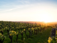 Festival Belen de Beaune - Visites de domaines et dégustations samedi 14 octobre