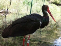 Espèce protégée, une cigogne noire meurt après avoir percuté le pylône électrique d’une ferme de Côte-d’Or