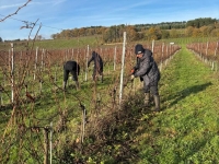 PrestaViti Beaune recherche deux personnes avec ou sans expérience 