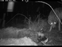 Un loup toujours présent entre Le Creusot et Chalon-sur-Saône