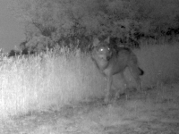 Vers le déclassement du statut de protection du loup comme espèce “protégée” plutôt que “strictement protégée”