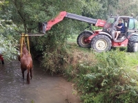 Les pompiers au secours d'un cheval tombé dans la rivière à Saint Gervais en Vallière 