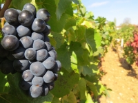 VITICULTURE - En Bourgogne, où en est le millésime 2023 ?