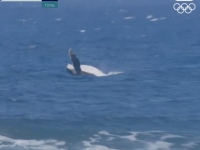  Une baleine s’invite à la compétition de surf à Tahiti