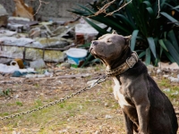 Un couple jugé pour avoir mutilé volontairement leur chien avant de le décapiter