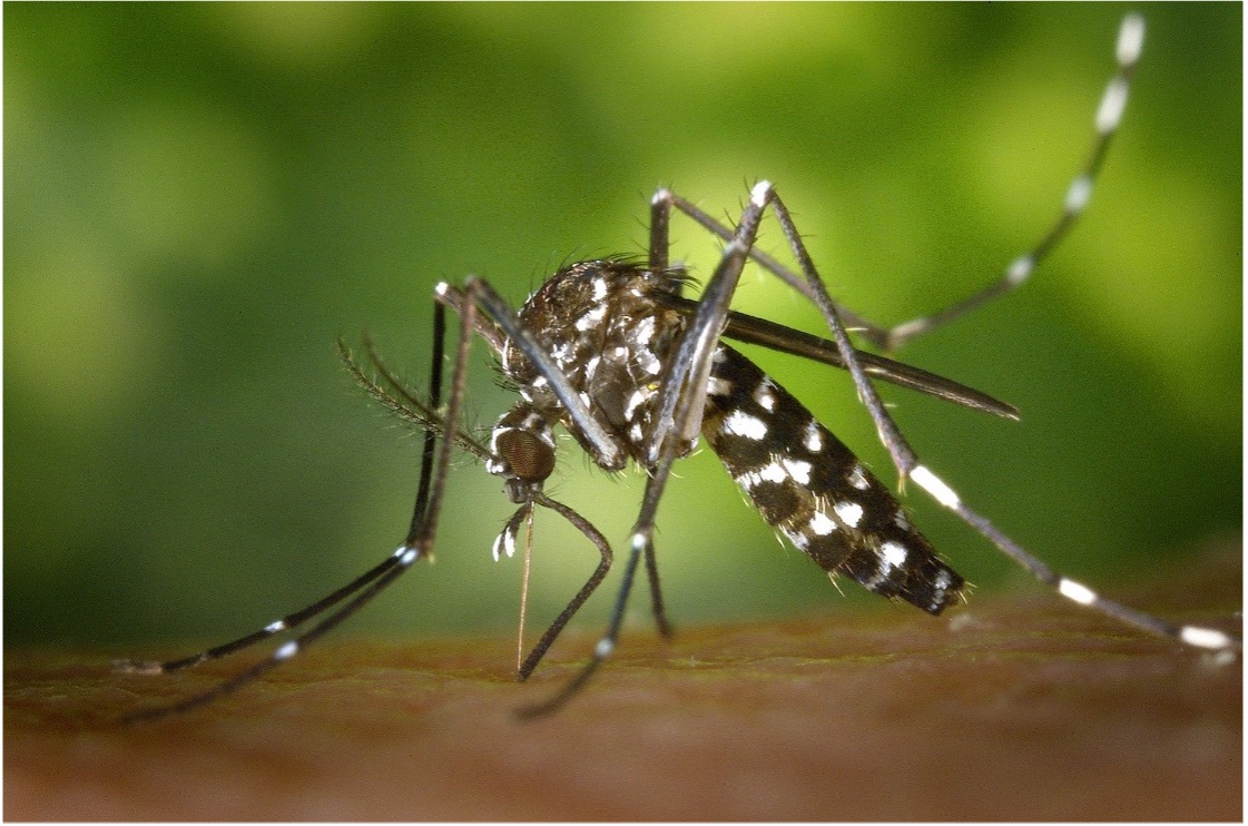 Chevini mobilizes towards tiger mosquitoes