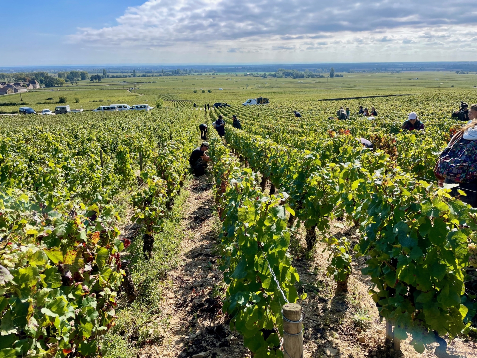 164e Vente Des Vins Des Hospices De Beaune - Un Millésime 2024 Marqué ...