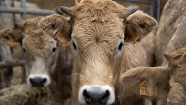 FIÈVRE CHARBONNEUSE - Foyer confirmé dans un élevage de bovins en Côte-d’Or :  les services de l’État prennent les mesures nécessaires pour contenir la maladie