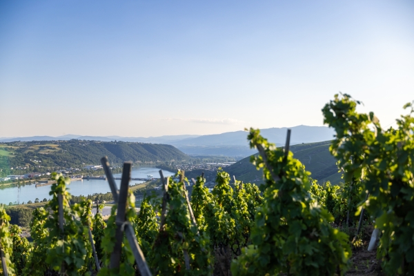 Investir dans la vigne comme les grandes fortunes 