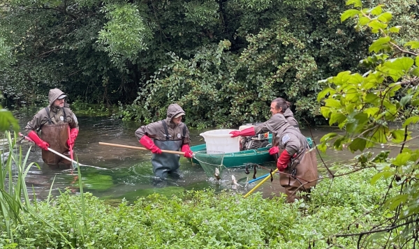 Beaune - Pêche électrique dans la Bouzaize qui se prépare à une restauration écologique majeure