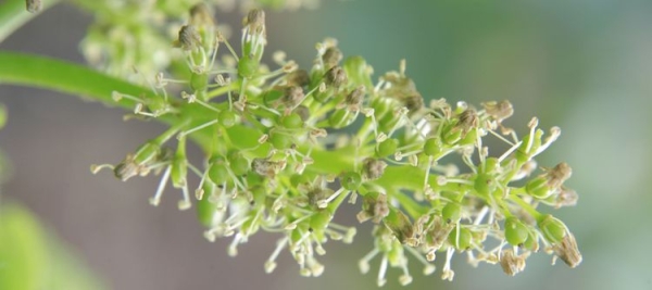 Millésime 2024 en Bourgogne : la fleur donne le tempo !