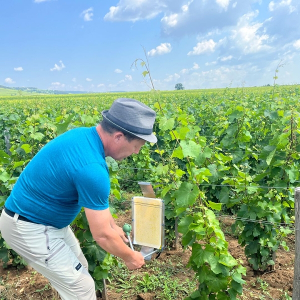 La Bourgogne innove pour lutter contre la flavescence dorée