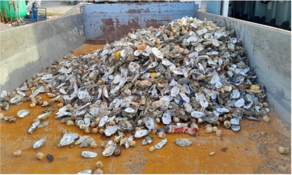 Collecte des coquilles d’huîtres : 1,5 tonne collectée à Chevigny