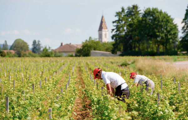 Hospices de Nuits Saint-Georges - La promesse d'un magnifique millésime 2023 