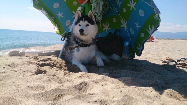 5 conseils avant d’emmener son chien à la plage