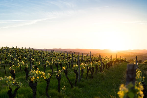 Festival Belen de Beaune - Visites de domaines et dégustations samedi 14 octobre