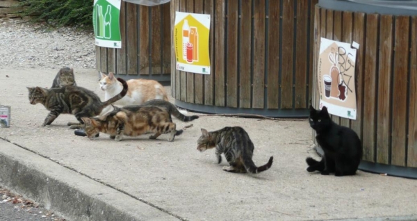 Chadaba, l'association qui recueille les chats abandonnés de l'aire de Beaune