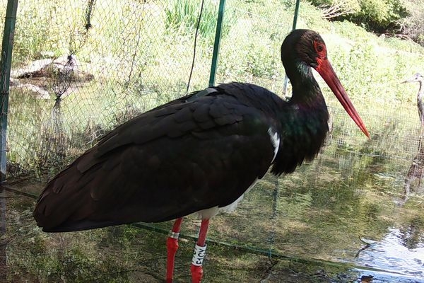 Espèce protégée, une cigogne noire meurt après avoir percuté le pylône électrique d’une ferme de Côte-d’Or