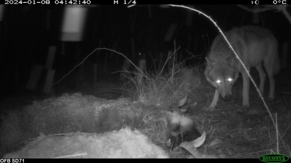 Un loup toujours présent entre Le Creusot et Chalon-sur-Saône