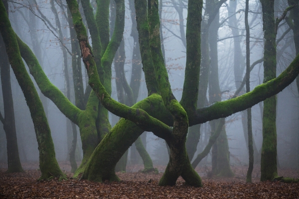 Jour de Forêt c'est le samedi 23 septembre à partir de 9h30 