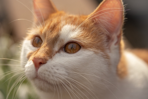 3 000 000 d’euros pour aider les communes à stériliser les chats