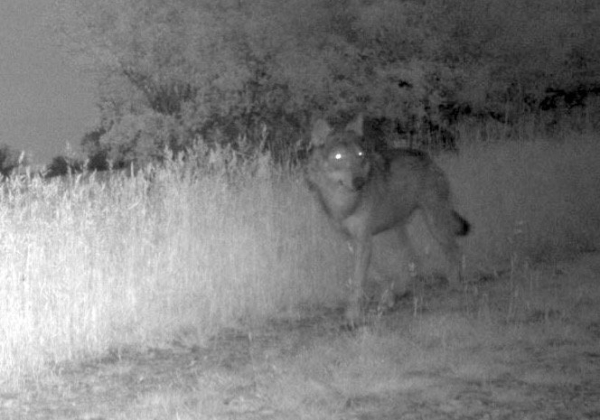 Vers le déclassement du statut de protection du loup comme espèce “protégée” plutôt que “strictement protégée”