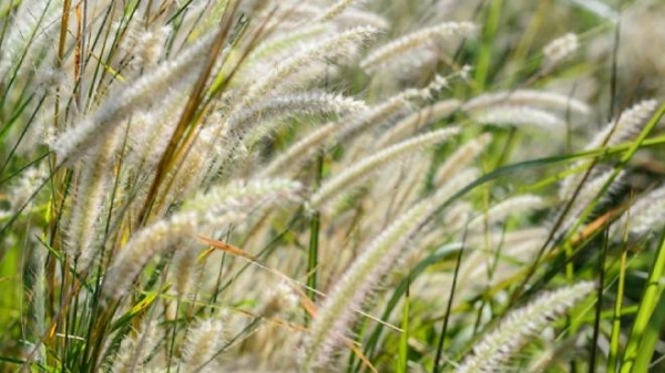 Les allergies aux pollens de graminées élevées sur le Grand Chalon 