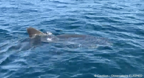 Un grand requin blanc observé dans les eaux du Var 