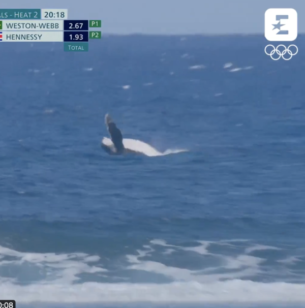  Une baleine s’invite à la compétition de surf à Tahiti