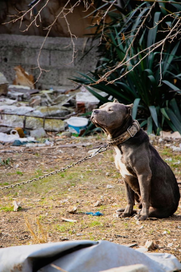 Un couple jugé pour avoir mutilé volontairement leur chien avant de le décapiter