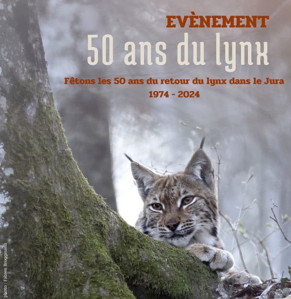 Le Pôle Grands Prédateurs fête les 50 ans de retour du lynx dans le massif jurassien les 9 et 10 novembre